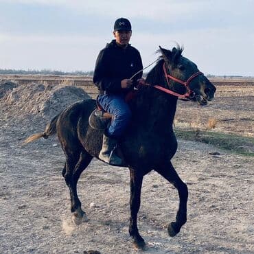 Собаки: Продаю | Конь (самец) | Рабочий — 1