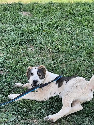 купить овчарку щенка: Алабай, 3 месяца, Самец, С прививкой — 3