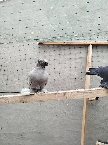 Услуги ветеринара: Жук самец дымчитая голубка,голубка взрослая жук молодой на гребле — 1