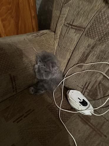 котята донского сфинкса: Скотиш Фолд (Шотландская вислоухая), 1 месяц, Мальчик, Серый, Приучена к лотку — 1