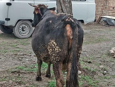 клевер белый: Продаю | Корова (самка) — 3