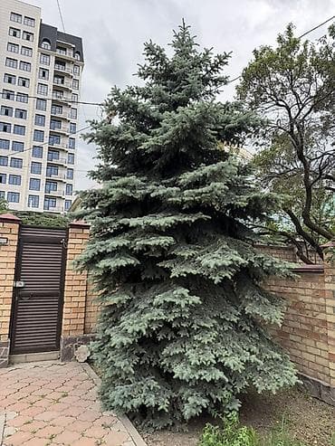 новогодние мешочки: Ель голубая (Picea pungens ‘Glauca’) — крупномер для ландшафта - — 3