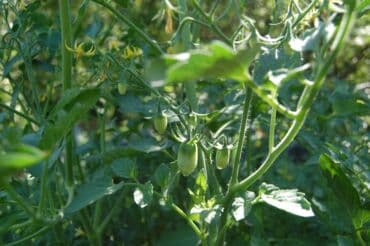 разнорабочий в бишкеке: Ищу бизнес партнера, инвестора, для выращивания овощей (открытый — 25