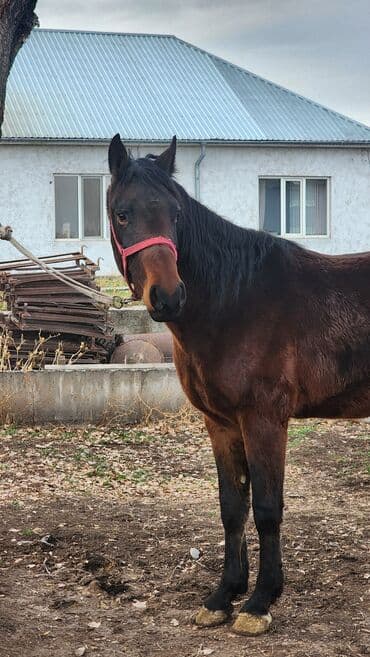 Продаю | Конь (самец) | Полукровка | Конный спорт