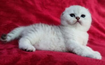 мышык фото: Скотиш Фолд (Шотландиялык шалпаң кулак), 2 айлык, Эркек, Күмүш өңдүү шиншилла — 9