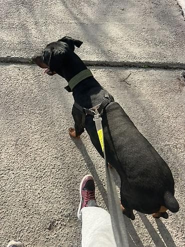 кой ош: Услуга: выгул собак (крупные породы) - Профессиональный выгул для — 5