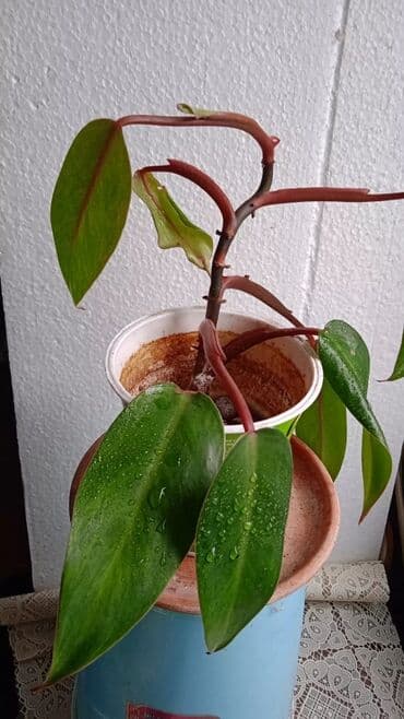 водоросли для аквариума: Комнатные растения — коллеция лиан и ароидных:Сингониумы — 17