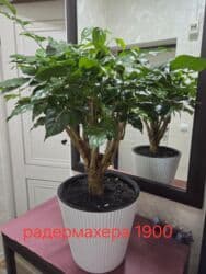 кастрюля большая: Спатифиллум (Spathiphyllum) в декоративном кашпо - Крупный, густой — 26