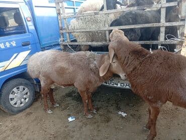 моноблок 16: Продаю баран хороший не болеют.баран крупные — 2