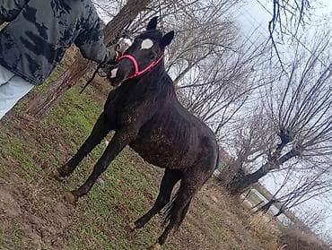 тай жеребец: Продаю | Кобыла (самка) | Для разведения — 6