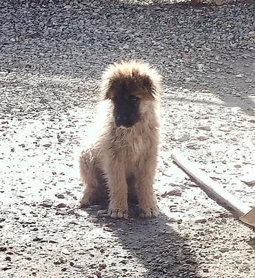 Ит кууту: Caucasian Shepherd Dog, 4 айлык, Ургаачы, Эмделген, Ит тегин тастыктоочу документ — 1