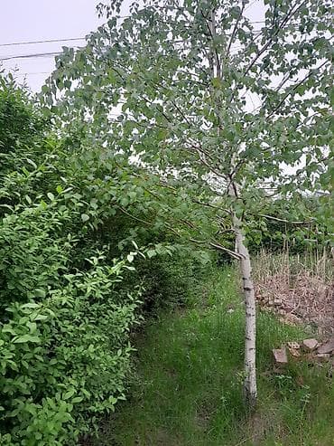 фруктовое дерево: Живая изгородь и садовые деревья для участка - Плотная живая изгородь — 2