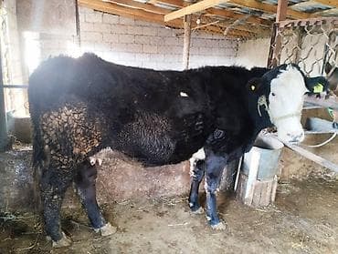 ангус музо: Продаю | Корова (самка) | Племенные — 2