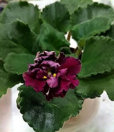 деткие: В продаже взрослые фиалки (цветущие и не цветущие 250-350)детки — 7