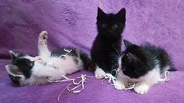 маленькие котята даром: БЕСПЛАТНО! Котята 1,5 месяца, черно-белые мальчики и девочка пантера — 5