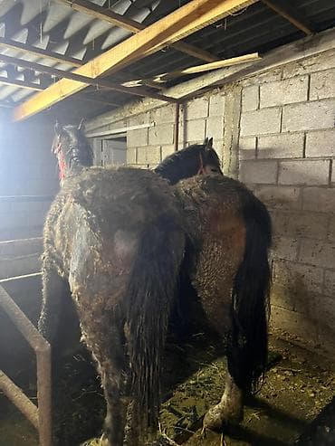 Иттер: Сатам | Байтал — 3