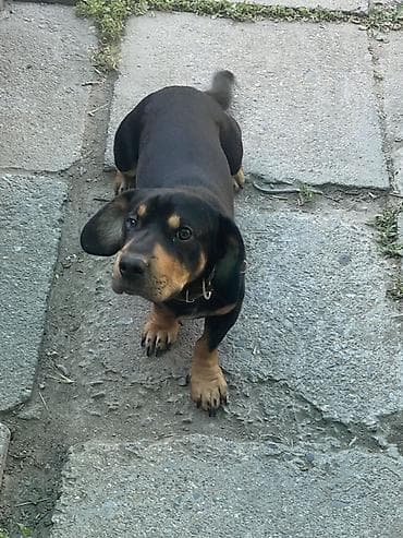 купить йоркширского терьера мини: Собака даром: Такса, 1 год, Самец — 2