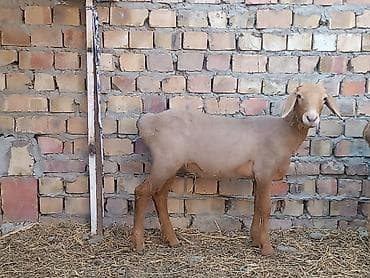 Продаю | Овца (самка) at lalafo.kg Продаю | Овца (самка)
