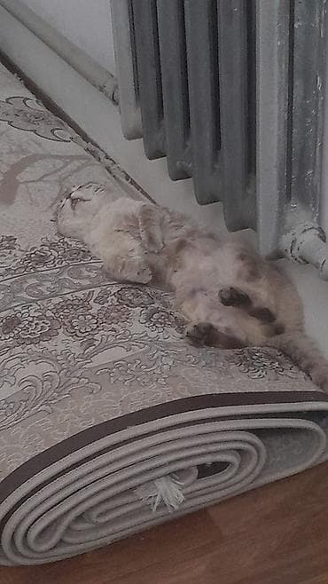 chow chow: Скотиш Фолд (Шотландская вислоухая), 1 год, Мальчик, Приучена к лотку — 4