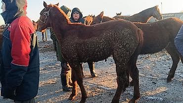 лошадь на продажу: Продаю | Кобыла (самка) | Рабочий — 2