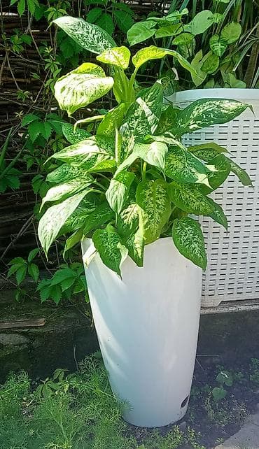 сингониум серый призрак цена: Продаю — 1