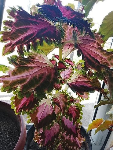 green leaf: Колеус (пестролистный, декоративнолистный сорт) - Яркий крупнолистный — 2