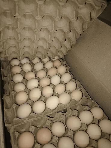 Куриные яйца оптом | Доставка по всему КР 🥚 Экстра — 11 сом / шт 🥚 С0