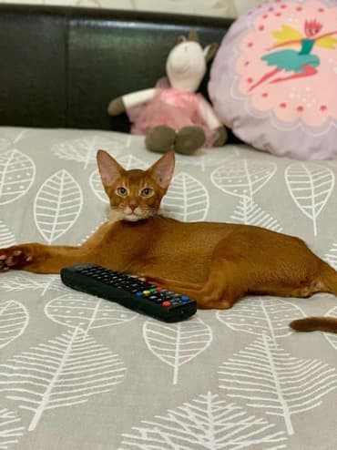 Настоящие абиссинские котята! Домашний питомник с многолетним опытом