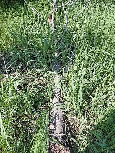 фруктовые дрова: Дрова Фруктовая древесина, Самовывоз — 2