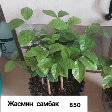 цветок женская счастья: . Растение размещено в белом горшке, что создает контраст и — 13