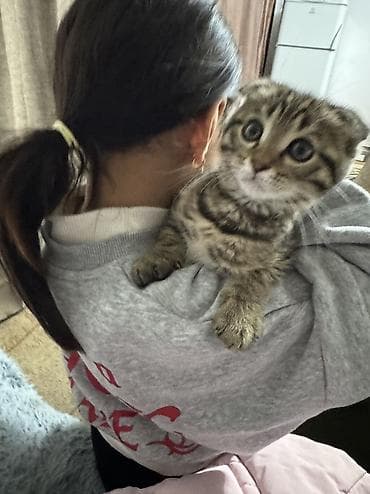 вислоухие котята в бишкеке: В связи переездом — 6