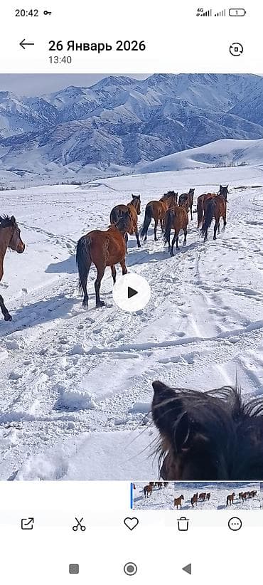 коны: Продаю | Кобыла (самка) | Для разведения — 1