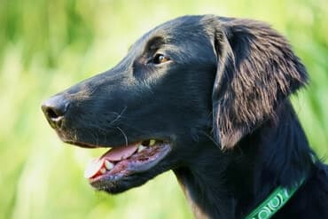 Елена Викторовна: Ретривер, 1 год, Самка, С прививкой