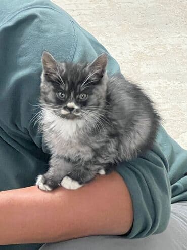 куда можно отдать кошку: Котёнок, пушистый дымчато‑чёрный с белыми носочками и «галстуком» — 9