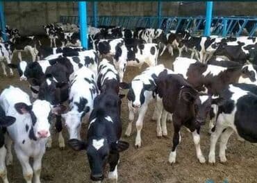 продать животных: Продаю | Корова (самка), Бык (самец), Тёлка — 1