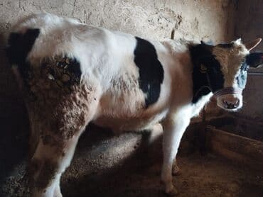 телята токмок: Продаю | Бык (самец) — 4