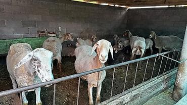 свинкс кошки: Продаю | Овца (самка) | Арашан | Для разведения — 1