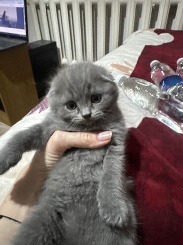 Котята скоттиш-фолд. возраст 1,5 месяца. 3 мальчика, 1 девочка. к