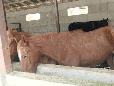 корова швист: Продаю | Кобыла (самка), Жеребец, Жеребенок — 2