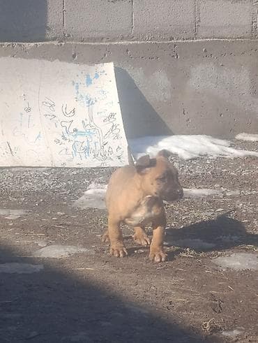 шпиц даром ташкент: Продаю щенка Самец порода: пидбуль 1, 5 месяца Отец мать есть могу — 8