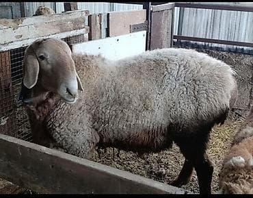 немецкая овчарка каракол: Продаю | Баран (самец) | Арашан | Для разведения | Осеменитель — 4