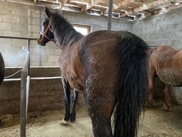 Зоотовары: Продаю | Кобыла (самка) | На забой — 3
