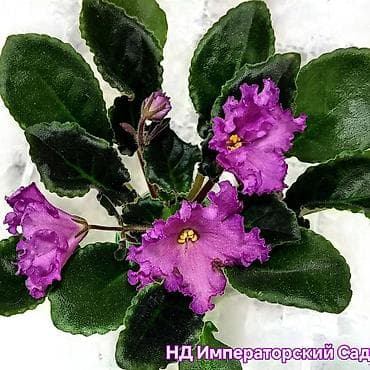 ю грушенька пеларгония: Сенполии (узамбарские фиалки) — коллекционные розетки в маленьких — 5