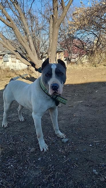 Ветеринар кызматы: Американский стаффордширский терьер (кобель) на фотографиях — 1