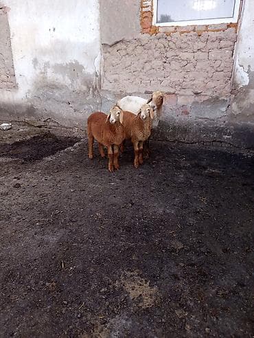 кой ети: Продаю | Овца (самка), Ягненок, Баран (самец) — 1