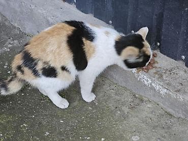 лапа: Кошка даром: Беспородная, Девочка — 2