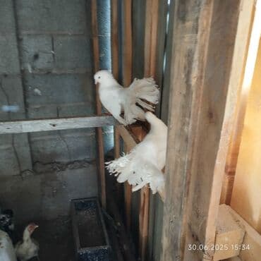 вольер для волнистых попугаев: Продаю павлин голубей по 700сом штук — 2