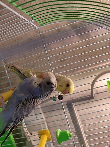 другие животные: Волнистые попугаи. В комплекте клетка, кормушка и т д. учатся — 2