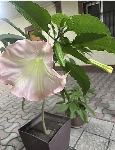 бегония «крылья ангела»: Бругмансия (ангельские трубы) Продаю укоренненные отростки время как — 1