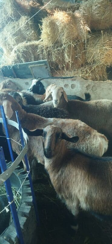 отдам в добрые руки собаку: Продаю | Овца (самка) | Эдильбаевская | Для разведения | Ярка — 9